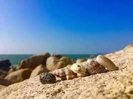 周日出发【海岸线】捡海螺,钻石洞,穿越海螺角,最美浅海戏水1天