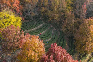 周三/六/日出发【河源红枫】漫步