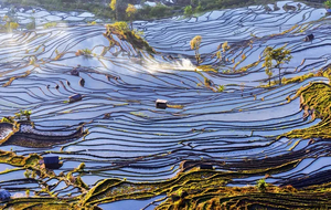 【春花哀牢山】云南虫谷-哀牢山-元阳梯田-阿者科-弥勒东风韵-罗平油菜花-九龙瀑布-花田小火车5日游