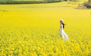 【云南之南】昆明-抚仙湖-建水-滇越小火车-元阳梯田-普洱-太阳河森林公园-曼听公园-总佛寺-野象谷-中科院-星光夜市7