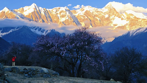 提前报名立减200/人【大美林芝】 林芝桃花+波密桃花+索松村+然乌湖+来古冰川+巴松措+羊卓雍措7日游