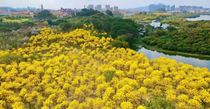 每周三/六/日出发！【东莞双花游】漫步松山湖金色长廊，徜徉百亩向日葵田