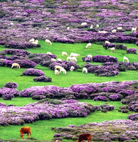 花漾滇川  <昆明&西昌>双城蓝花楹、东川红土地、元谋土林、攀枝花凤凰花、大石板村、螺髻99里温泉、七里坝杜鹃花海、黑井