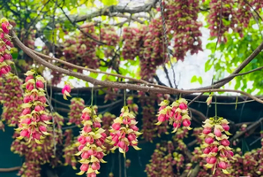 美极了【每周三/四/六/日，特价79元】美拍清远五彩缤纷禾雀花+广东小三峡—飞来峡古栈道，尝北江美味农家菜~