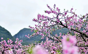 桃花节【永州2天】香花井村万亩桃花+小众城堡勾蓝瑶寨+上甘棠村