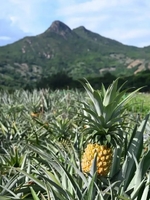 春日踏青计划【神湾丫髻山】打卡中山版小华山，深入神湾菠萝产地，体验摘菠萝乐趣，农家乐品尝菠萝餐