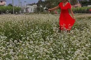 10.25号翁源荞麦花片段