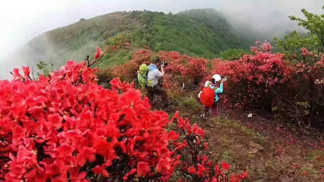 【登山·杜鹃花】登通天蜡烛山赏漫山遍野的杜鹃花一天游