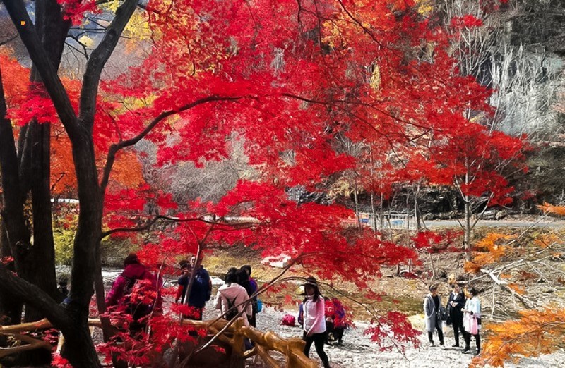 中国枫叶之都の关门山-老边沟-大石湖-枫叶大道-网红丹东-中朝边境