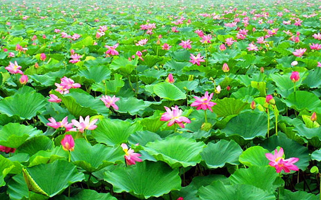 [休闲户外]【闲游户外】荷花大观园 华北明珠 清爽跳岛