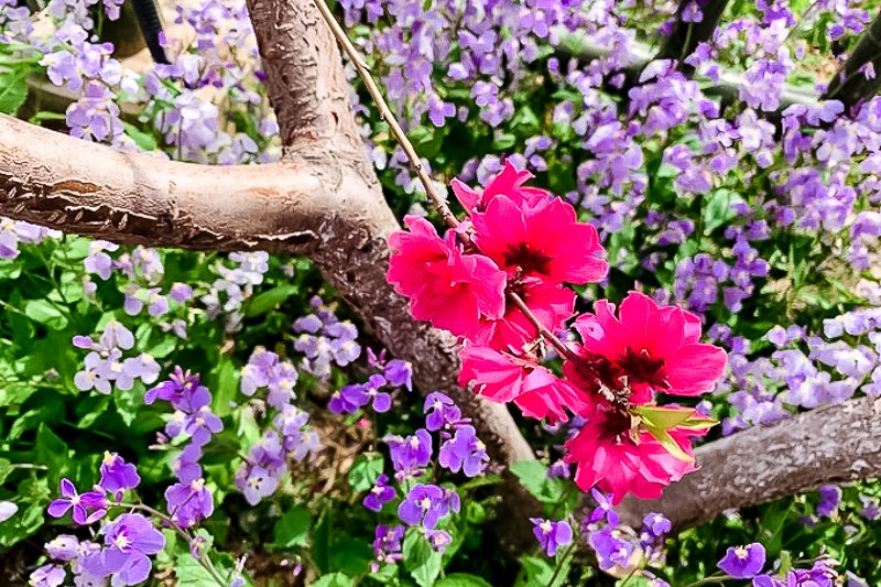 平谷桃花节b线】春风十里看桃花-人间最美四月天の金海湖-北京千岛湖