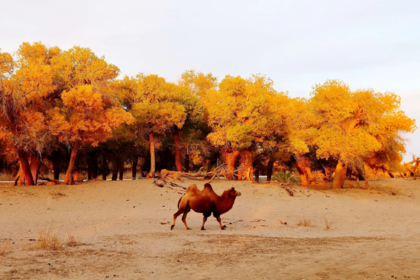 秋日团建去哪儿玩？10处赏红叶的绝佳去处