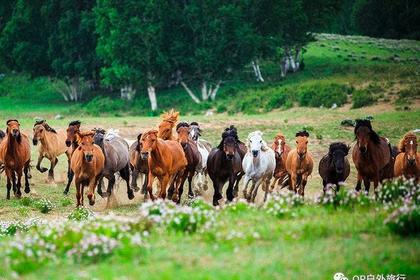 【草原赛车拓展+骑马大汉行宫】展示团队力量 飞驰草原