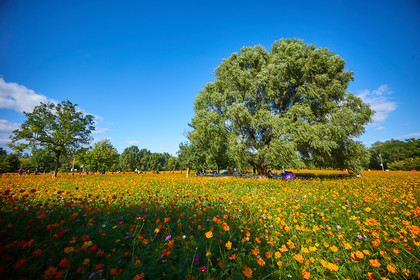 【奥森公园 决战紫禁之巅】选出最强战队