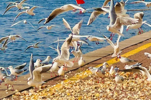 周末1日｜天津海鸥｜西伯利亚海鸥来袭-滨海看海鸥-打卡古文化街-意式风情区-五大道