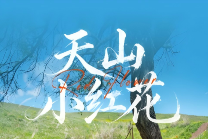 【绝色新疆·天山红花 7日】2-6人小团 S101网红国防公路 天山红花 苹果花 赛里木湖 库尔德宁