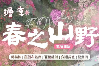 2026漫享·春之山野 | 贵州杜鹃花5天4晚|黄果树瀑布-高荡布依寨-百里杜鹃-安顺龙宫-织金洞|莫待花期过，赏花正当