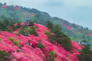 五一5日｜皖西秘境 | 龟峰山杜鹃花-屋脊山-天堂寨-皖西大裂谷-霍山韭菜沟-毛坦厂明清老街