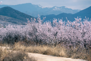 1日｜黄土高坡｜定方水杏花林の万亩黄土高坡杏花-肆意绽放（初级）