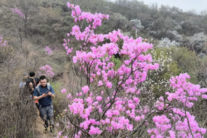 1日｜大北梁杜鹃花 •延寿寺-大北梁-辛庄村高山杜鹃（初级）