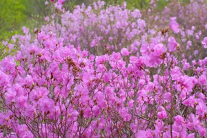 1日｜黄梁根杜鹃花 •最美映山红黄梁根粉红绽放峡谷之旅（初级）