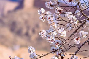 2日大巴｜李二口长城｜守口堡杏花林の大同夯土长城の三晋杏乡花期限定-夜游大同古城