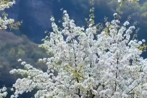 1日｜梯田梨花｜世外梨源&藏在大山深处的梨花古村-原始风貌古村-错落有致山谷梯田！