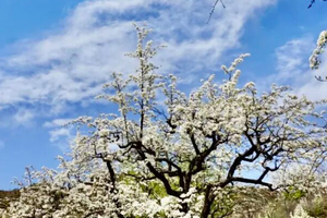 1日｜梨花顶•梨花大道の西寺峪-梨花顶-东寺峪-小众宁静梨花村（初级）