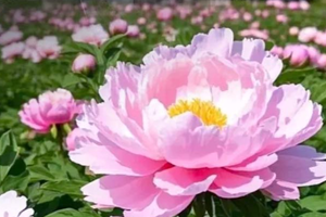 周末2日｜印象•洛阳牡丹｜洛阳牡丹甲天下の老君山日落+夜景-洛邑古城-白马寺-龙门石窟