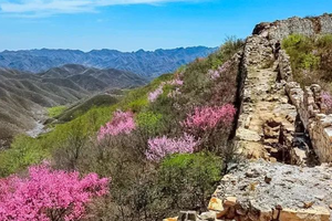 1日｜徒个•样边长城｜边关春色の榆叶梅花海绕边墙-粉红花海季 