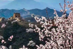 1日｜又见•蟠龙山长城｜气吞山河之势的残缺之美の漫山遍野的山杏花盛放