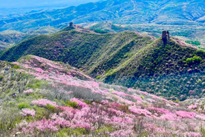 1日｜青边口｜塞外青边口&邂逅醉美榆叶梅-错过等一年（初级）