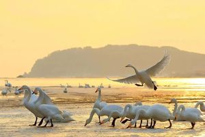 元旦3日｜威海/天鹅湖｜网红威海の一半浪漫一半山海-奔赴一场山海之约-与天鹅共舞