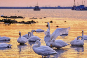 元旦3日｜烟墩角｜与天鹅共舞-拥抱海岸线第一绥阳光の天鹅湖-海草房-成山头-青州古城