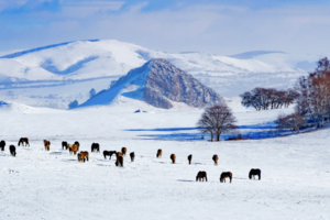 元旦3日 | 乌兰布统A线｜越野穿越雪原の塞北雪乡-马踏飞雪-冰雪童话-摄影深度游