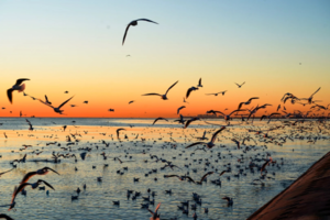 元旦｜天津跨年｜东疆港海边日出•迎接2026年曙光の西伯利亚海鸥-打卡天津网红点（休闲）