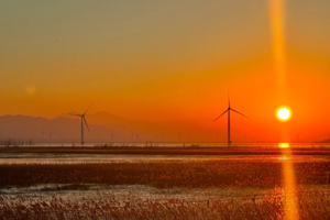 中午出发｜野鸭湖｜橘子日落-网红打卡拍芦苇漫天の闯入金色芦苇荡的冬日童话