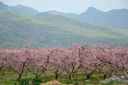【送你一朵小桃花】一日主题趣味团建