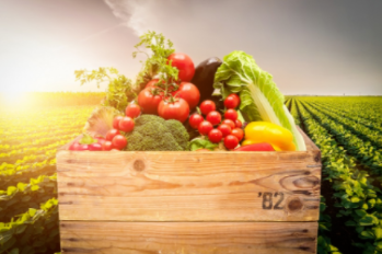 【采摘主题 享受农家乐生活】烧烤休闲团建