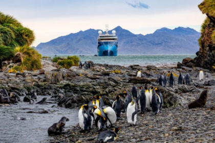 南极四岛60万王企鹅奇观丨【信天翁邮轮】南极四岛王企鹅摄影巡游24天