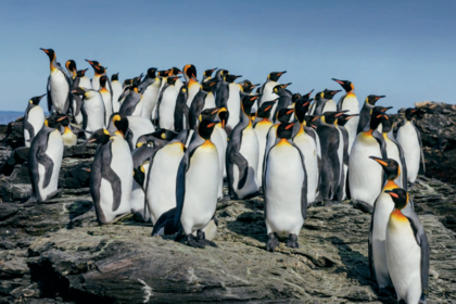 【南极行程之王】无极邮轮 · 华人包船：帝企鹅/王企鹅/小企鹅全部兼顾，直升飞机上帝视角摄南极美景