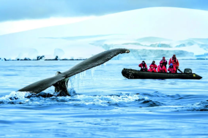 南极【五星庞洛邮轮】华人包船南极+南美多国17/25/35天