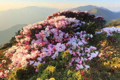 地道巴楚| 7天6晚鄂西全景，穿越神农架、三峡、恩施之旅