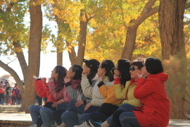 2020最美额济纳胡杨林