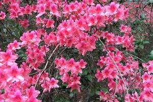 【周六 • 户外】4.19 杜鹃谷-龙船寨 徒步穿越