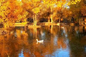 【额济纳胡杨林|】9.29-10.7日/10.8-16日两期，玩转三大胡杨林+黑水城+壶口瀑布+黄河大峡谷顶级秋色9日行