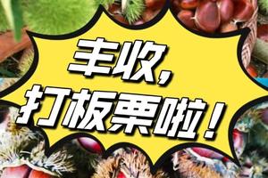 【打板栗+溯溪】9月13/14日两期：立秋后的第一口板栗，亲手“打”下来吃掉，户外亲子休闲一日游