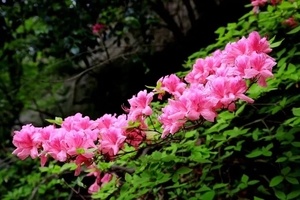 【特惠99元 • 户外行摄】4月20日麻城吊桥沟徒步+赏万亩高山杜鹃/紫藤花海