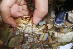 【周日 ●亲子溯溪】6月22日大手牵小手，大冶大泉沟徒步|溯溪抓螃蟹|清凉避暑！