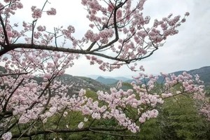 【特惠99-樱花行摄】3.22日湖北最大野樱群—赤壁葛仙山，徒步老虎岩观万亩野樱花